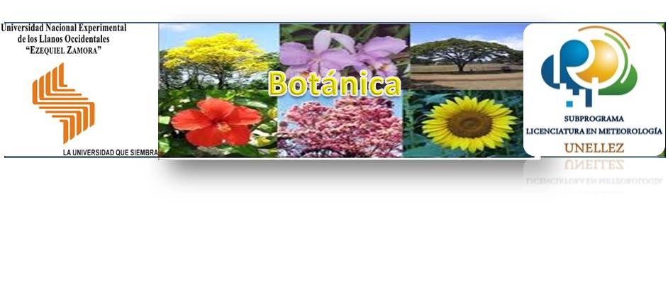 Electiva: Botánica