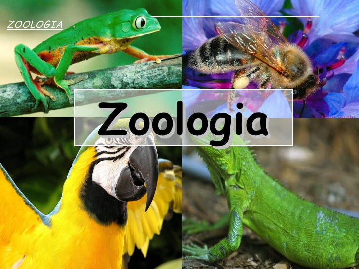 Zoología